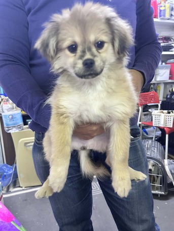 Umm Al Hamam, Pet Supplies, SAR 500,  FOR SALE PUPPIES - TERRIER MIX BREAD