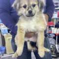 SAR 500,  FOR SALE PUPPIES - TERRIER MIX BREAD