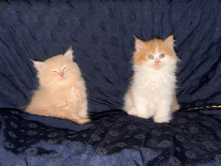 Jeddah, Pet Adoption, Adorable Shiriazy Kittens