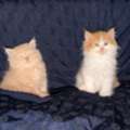 Adorable Shiriazy Kittens