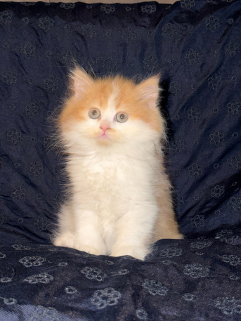 Jeddah, Pet Adoption, Adorable Shiriazy Kittens