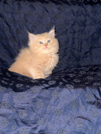 Jeddah, Pet Adoption, Adorable Shiriazy Kittens
