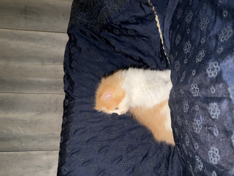Jeddah, Pet Adoption, Adorable Shiriazy Kittens