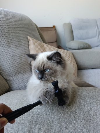 Tubli, Pet Supplies, Cat For Adoption