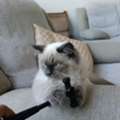 Cat For Adoption