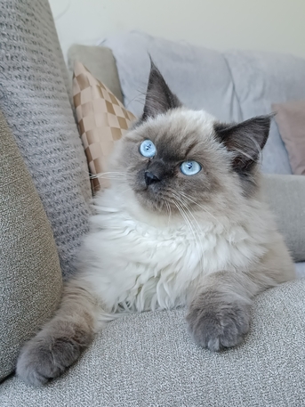 Tubli, Pet Supplies, Cat For Adoption