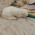 Free Adoption For Playfull White Kitten