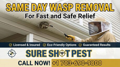 Kabul, Pest Control, Same Day Wasp Removal Service | Fast, Safe & Affordable