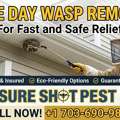 Same Day Wasp Removal Service | Fast, Safe & Affordable
