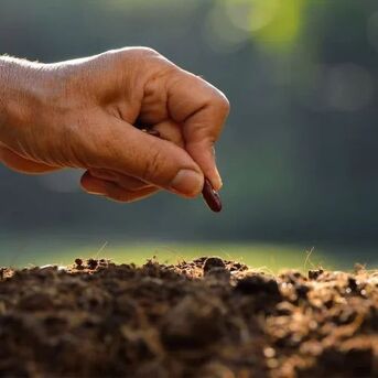 Mumbai, Farm & Garden, INR 99,  Best Place To Buy Certified Seeds Online & Farming Inputs &ndash; Dhartibeej