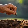 INR 99,  Best Place To Buy Certified Seeds Online & Farming Inputs &ndash; Dhartibeej