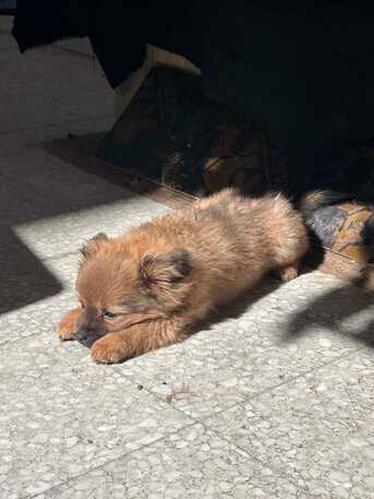 Umm Al Hamam, Pet Supplies, SAR 500,  Adorable Puppies Seeking Loving Homes &ndash; Dog Lovers Only!