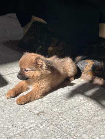 Umm Al Hamam, Pet Supplies, SAR 500,  Adorable Puppies Seeking Loving Homes &ndash; Dog Lovers Only!