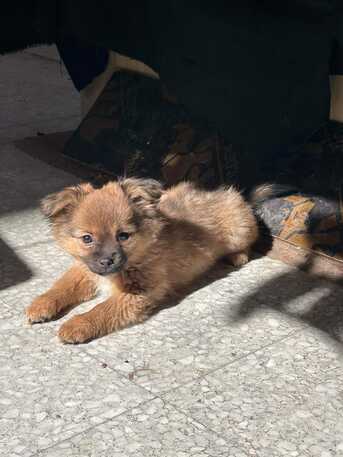 Umm Al Hamam, Pet Supplies, SAR 500,  Adorable Puppies Seeking Loving Homes &ndash; Dog Lovers Only!