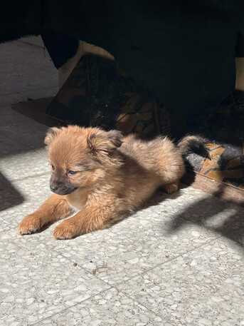 Umm Al Hamam, Pet Supplies, SAR 500,  Adorable Puppies Seeking Loving Homes &ndash; Dog Lovers Only!