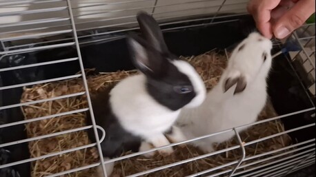 Akrabia, Pet Supplies, SAR 300,  Bunnies (French Breed)