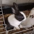 SAR 300,  Bunnies (French Breed)