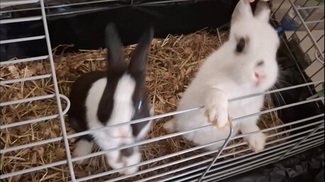 Akrabia, Pet Supplies, SAR 300,  Bunnies (French Breed)