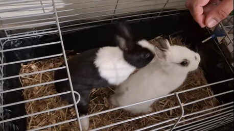 Akrabia, Pet Supplies, SAR 300,  Bunnies (French Breed)