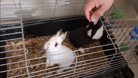 Akrabia, Pet Supplies, SAR 300,  Bunnies (French Breed)