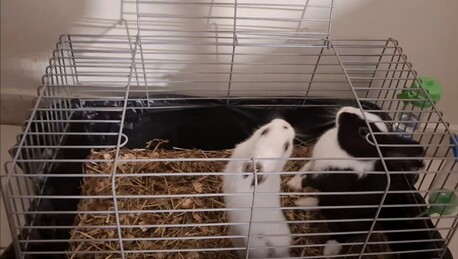 Akrabia, Pet Supplies, SAR 300,  Bunnies (French Breed)