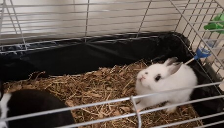 Akrabia, Pet Supplies, SAR 300,  Bunnies (French Breed)