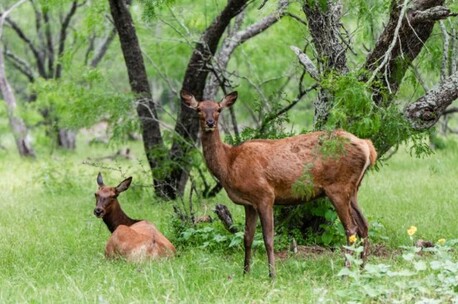 New York, Business, Trophy Exotic Game Hunting With Premium Ranch Experience