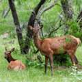 Trophy Exotic Game Hunting With Premium Ranch Experience
