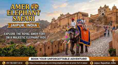 Jaipur, Travel, Experience The Magic Of An Amer Elephant Safari