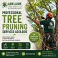 Professional Tree Pruning Services Adelaide For Healthy And Safe Outdoor Spaces