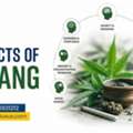 Effects Of Bhang: Know The Risks & Get Help In Time Today