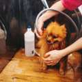 Pet Hair Clipping Services In Secunderabad