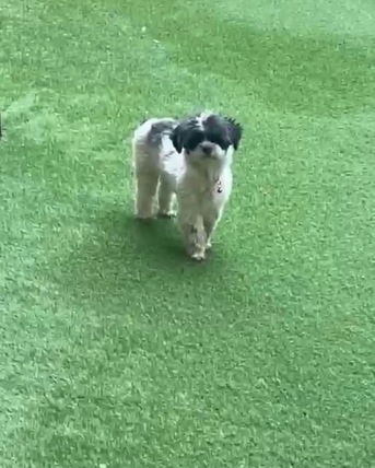 Saar, Jobs, Lost Dog - Searching For The Owner Of Lost Dog In Saar