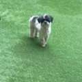Lost Dog - Searching For The Owner Of Lost Dog In Saar