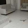SAR 1350/month,  Big Bedroom & Bed Space For Bachelor In OLAYA,near MOI Metro , Canteen , CHOLA Restaurent