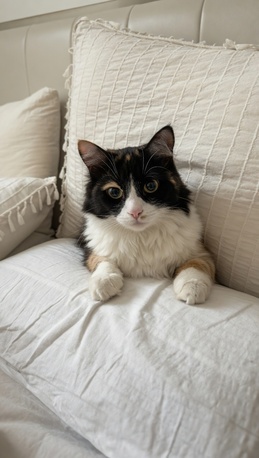 Riyadh, Pet Adoption, Cat For Adotpion For Free With Food And Litter !🐱