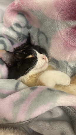 Riyadh, Pet Adoption, Cat For Adotpion For Free With Food And Litter !🐱
