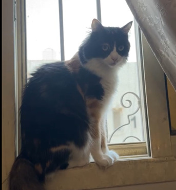 Riyadh, Pet Adoption, Cat For Adotpion For Free With Food And Litter !🐱