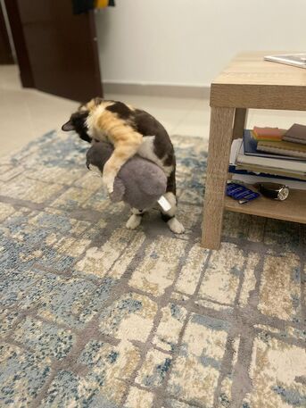 Riyadh, Pet Adoption, Cat For Adotpion For Free With Food And Litter !🐱