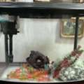 SAR 200,  20 Litre Aquarium With Decor