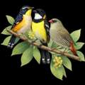 AUD 45,  Australian Songbirds Wooden Puzzle