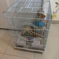 SAR 100,  Bird Cage Big One With Free Bird Toys