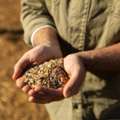 Buy Quality Seeds Online - Shramik Krishi Kendra