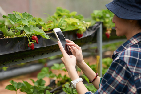 Mumbai, Materials, Buy Quality Seeds Online - Shramik Krishi Kendra
