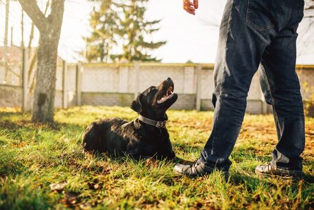 Bangalore, Pet Sitting, Dog Training Service In Bangalore