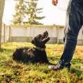 Dog Training Service In Bangalore