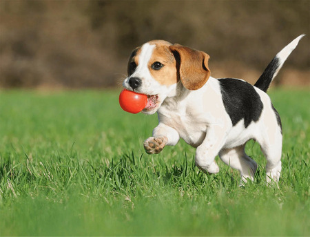 Toronto, Pet Sitting, Looking For Dog Grooming In North York? Trusted Local Experts Here!