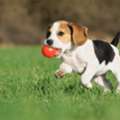 Looking For Dog Grooming In North York? Trusted Local Experts Here!