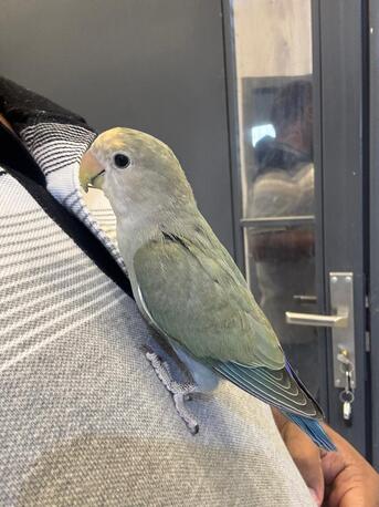Tuwaiq, Pet Supplies, SAR 300,  Love Bird Hand Tamed Hand Fed