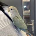 SAR 300,  Love Bird Hand Tamed Hand Fed